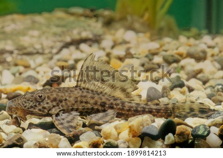 Hypostomus plecostomus, also known as the suckermouth catfish or the common pleco, is a tropical fish belonging to the armored catfish family (Loricariidae) Royalty-Free Stock Photo #1899814213