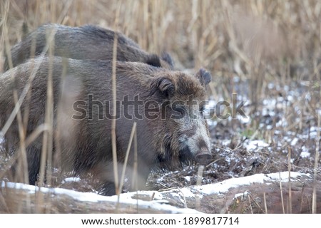 Wild boar in the woods in Germany.