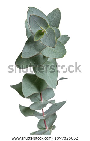 Detailed Grey green or glaucous top leaves on a branch of the Eucalyptus tree, isolated on a white background.