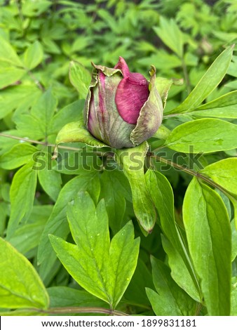 bud pink peonies in a public botanical garden. Bush of Paeonia suffruticosa, or Chinese tree peonies in a garden