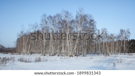 winter landscape birch forest blue sky sunny day