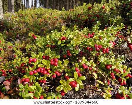 Wild lingonberries (Vaccinium vitis-idaea) growing up in the forest. Cowberry is a short evergreen shrub          Royalty-Free Stock Photo #1899844660