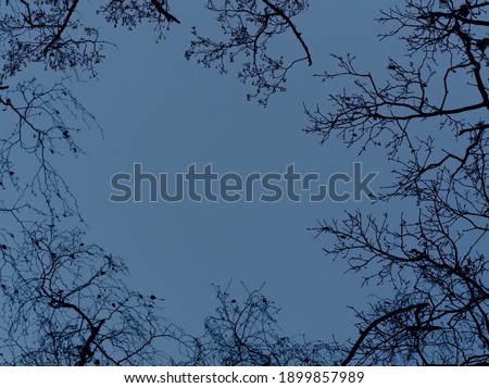 Branches against the sky, bare branches, branches surrounding the sky