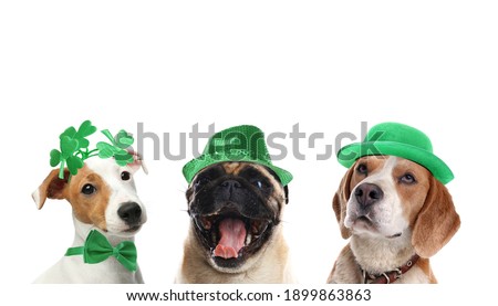 Cute dogs with leprechaun hats on white background. St. Patrick's Day