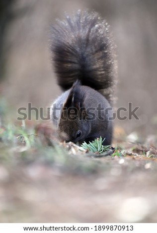 Squirrel in nature with forest background