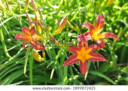Hemerocallis hybrida: daylily flowers bloom in early summer in the garden Royalty-Free Stock Photo #1899872425
