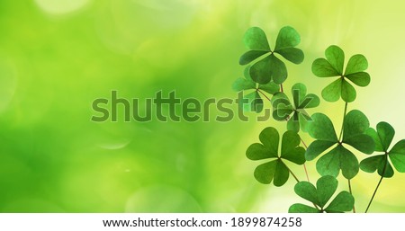 Fresh clover leaves on green background, space for text. St. Patrick's Day celebration