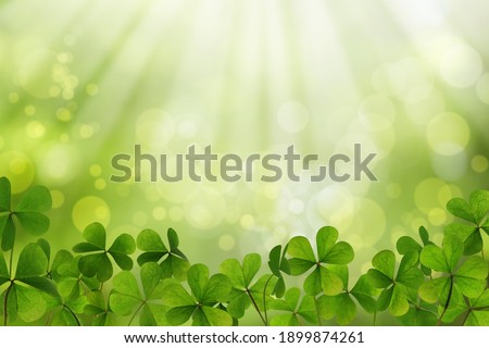 Fresh clover leaves on green background. St. Patrick's Day celebration