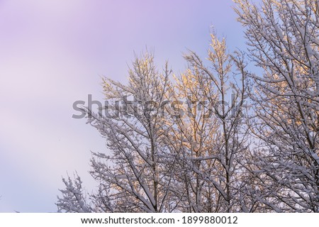 Branches of deciduous trees covered with a lot of snow in the sun against the blue sky, copy space
