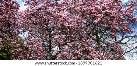 Magnolia Soulangeana pink blossom tree, saucer magnolia floral background.