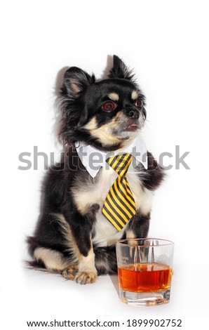 a chihuahua dog in a business suit sits with a glass of whiskey. Photo on a white background