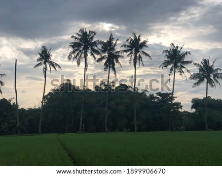 rice field view with slightly cloudy clouds
