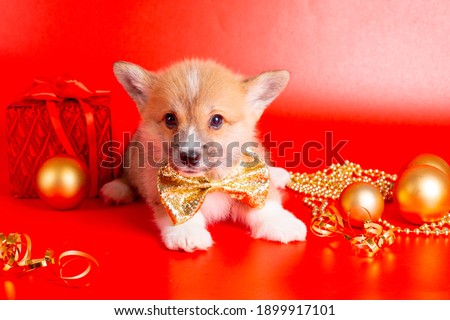 corgi puppy on christmas decor on red background