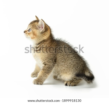 Kitten golden ticked Scottish chinchilla straight sits on a white background, close up