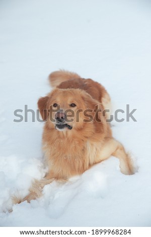 photography dog breed hovawart 3 years big strong redhead on white snow sports running jumps