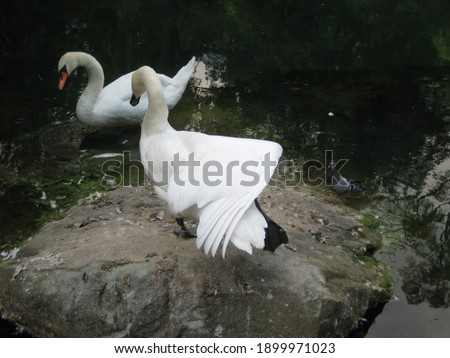 The photo is made in 2008 in Crimea. These are swans from the Alupka park.
