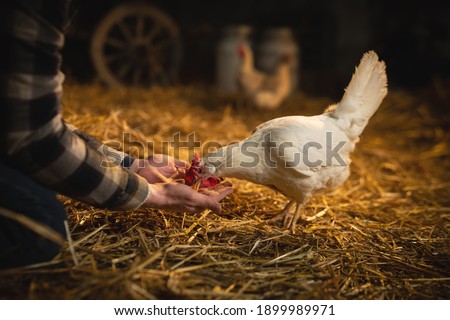 Cinematic close up shot of young male farmer is feeding from his hands ecologically grown white hen with proper genuine bio nutrient cereals for eggs laying in a barn of countryside agricultural farm. Royalty-Free Stock Photo #1899989971