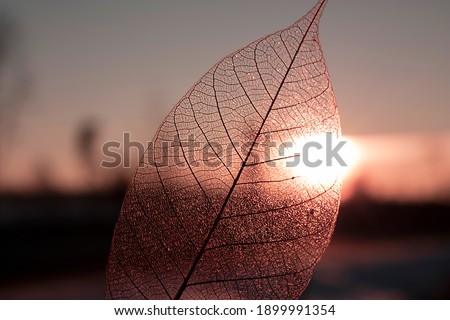Horizontal close-up photo with a transparent skeletonized brown leaf against champagne horizon during winter sunset 