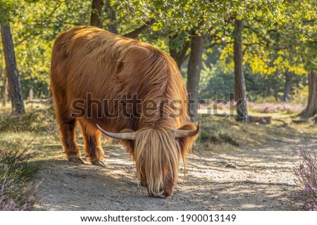 Young Scottish Highland cow grazing and catching early sunlight in nature reserve in the Netherlands