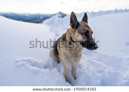 Closeup of German Shepherd dog looking annoyed because her owner has her sit in place for picture