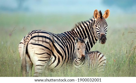 A Zebra Mom with her baby zebra Royalty-Free Stock Photo #1900032001