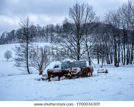The cows genre Polish Red eating dinner. Owl Mountains. Poland.