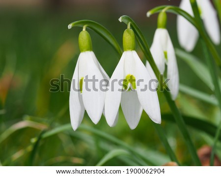 White snowdrop flower, close up. Galanthus blossoms illuminated by the sun in the green blurred background, early spring. Galanthus nivalis bulbous, perennial herbaceous plant in Amaryllidaceae family Royalty-Free Stock Photo #1900062904