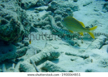 Sea snake eel swimming in the tropical waters of Curacao in the Caribbean. Underwater photography, Scuba Diving