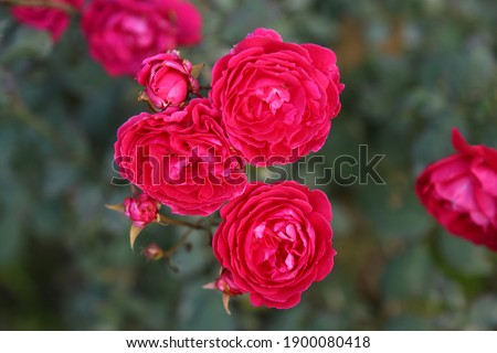 Red Roses on a bush in a garden. Russia. 