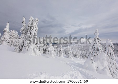 Attractive image of white spruces on a frosty day. Exotic wintry scene. Christmas winter wallpaper. Discover the beauty of earth.