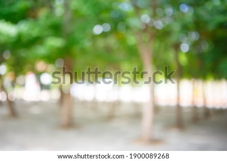 Blurred image of a park with sunlight. Defocused garden with bokeh. Royalty-Free Stock Photo #1900089268