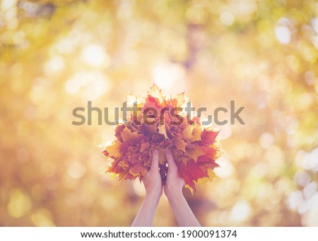Bouquet of yellow, red and orange maple leaves in human hands in the forest in haze. Blur background, selective focus. Fall symbol, Mabon, gold autumn, Indian summer, September concept. Royalty-Free Stock Photo #1900091374