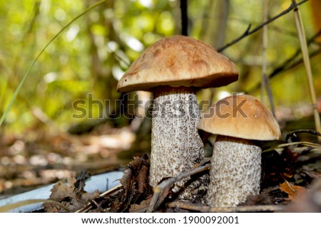 the season of gahtering of mushrooms in foresr