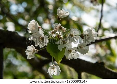Beautiful bunch of wild cherry tree blossoms in spring.