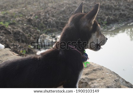 The young black puppy with long ears searching for food