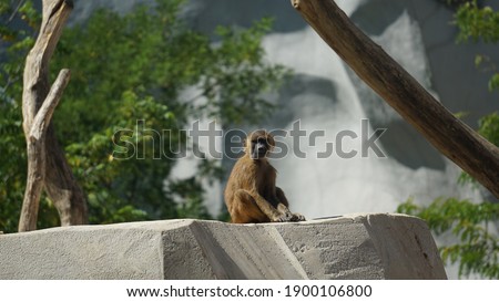 A baby guinea baboon sitting on a rock in front of trees on a sunny day
