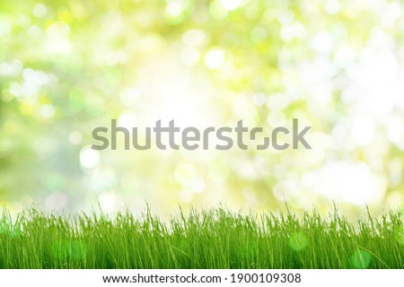 Under the bright sun. Abstract natural background with green grass and bokeh in green spring park.