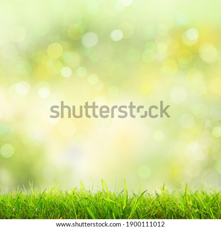 Under the bright sun. Abstract natural background with green gra