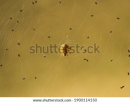 Spider  catch  Flies after Flies was trapped on spiderweb.  A spider catches a group of flies
