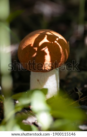 a white mushroom with an orange cap, Leccinum or Boletus, grows in the autumn forest, in the sun. Close-up with selective focus and a neutral soft background of grass and earth. A bright shadow from t