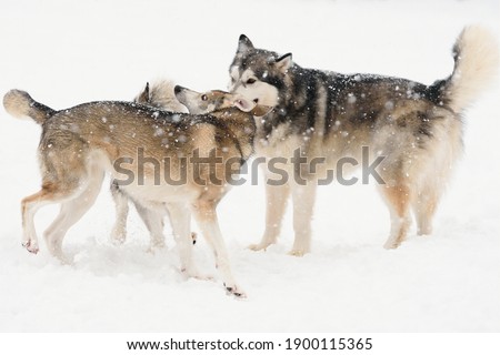 young Alaskan Malamute and Tamaskan playing in snow - Group dynamics (16)