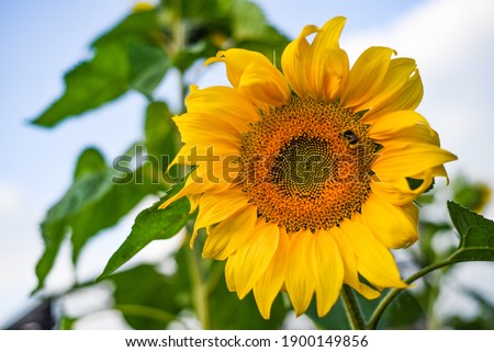 the bridge yellow sunflower against the sky