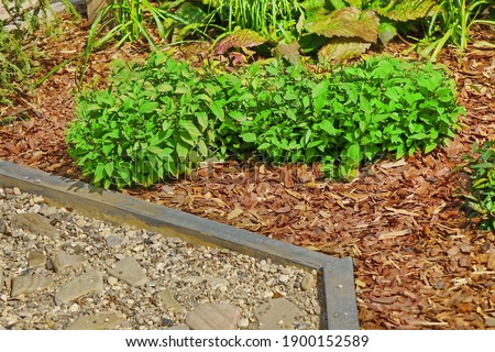 Back Yard Lawn And Natural Mulched Border Between Grass, Plants And Pebble, Gravel Or Stone Walk Path. Backyard Garden Modern Designed Landscaping. Decorative Garden Design.  Royalty-Free Stock Photo #1900152589