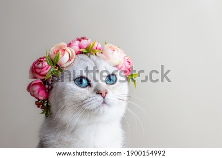 Portrait of a charming white cat wearing a crown of pink flowers on a gray background