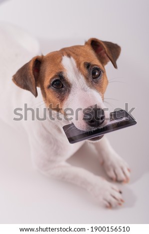 An obedient smart dog holds a bank card in his mouth on a white background