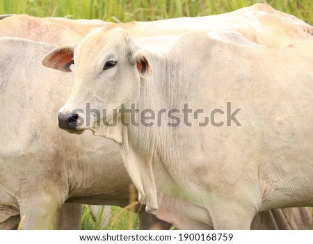 Picture of a beautiful white cow in the pasture!