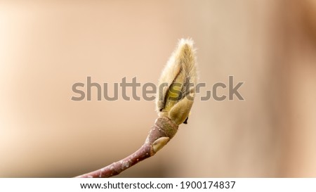 
Magnolia bud in winter, close up Royalty-Free Stock Photo #1900174837