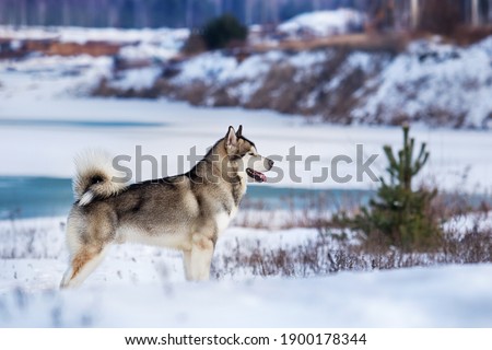 Alaskan Malamute dog standing in the snow in winter Royalty-Free Stock Photo #1900178344