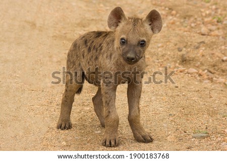 The spotted hyena (Crocuta crocuta) Kruger National Park South Africa