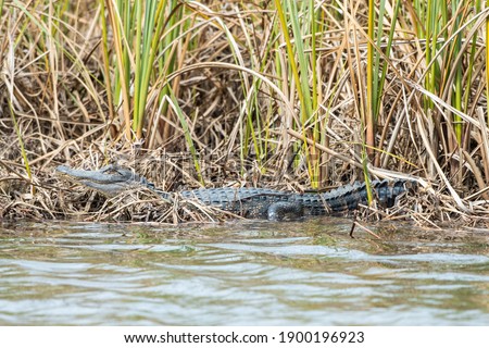 Small American Alligator laying on edge of water. High quality photo
